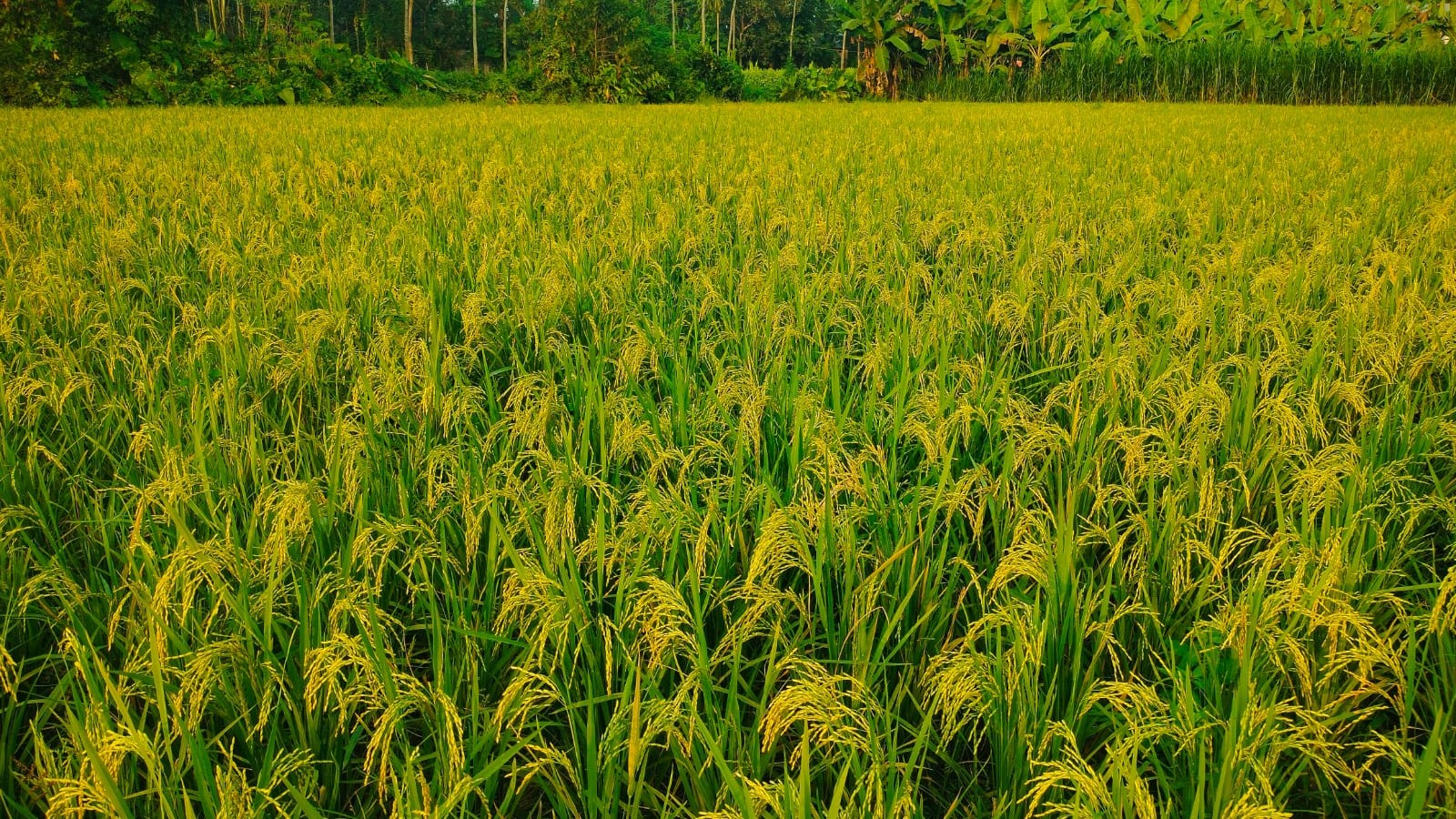 নীলফামারীতে একই ধানগাছ থেকে দুবার ফলন, মুড়ি ধান চাষে নতুন সম্ভাবনা